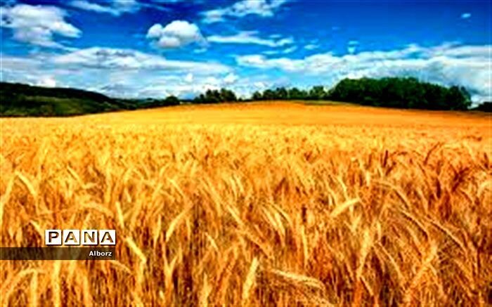 بیش بینی برداشت حدود ۸۰۵۴۹ تن غلات و کلزا در البرز