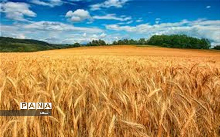 بیش بینی برداشت حدود ۸۰۵۴۹ تن غلات و کلزا در البرز