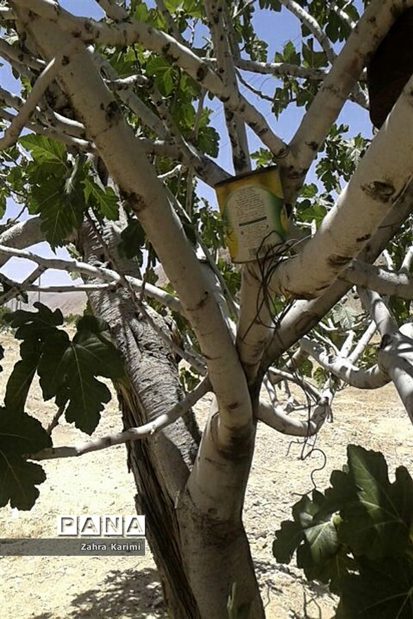 گرده افشانی (بَر دهی) در انجیرستان‌های نی ریز