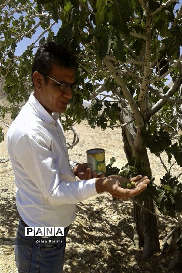 گرده افشانی (بَر دهی) در انجیرستان‌های نی ریز