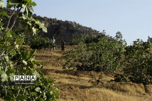 گرده افشانی (بَر دهی) در انجیرستان‌های نی ریز