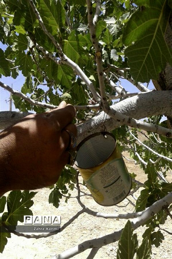 گرده افشانی (بَر دهی) در انجیرستان‌های نی ریز