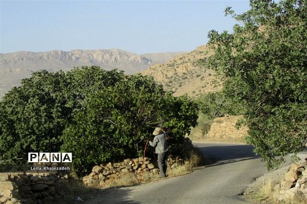 گرده افشانی (بَر دهی) در انجیرستان‌های نی ریز