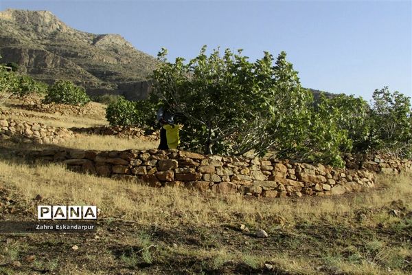 گرده افشانی (بَر دهی) در انجیرستان‌های نی ریز