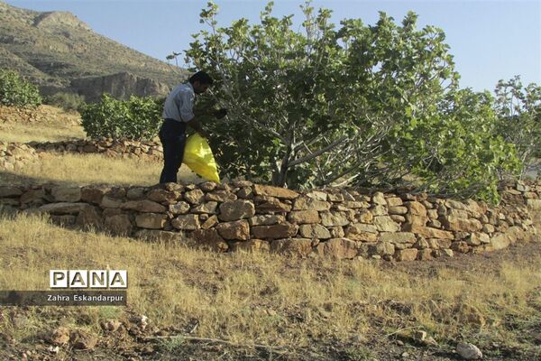 گرده افشانی (بَر دهی) در انجیرستان‌های نی ریز