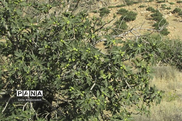 گرده افشانی (بَر دهی) در انجیرستان‌های نی ریز