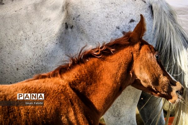 دومین جشنواره  ملی اسب کرد