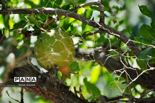 یاقوت سرخ شهرستان های خوسف خراسان جنوبی