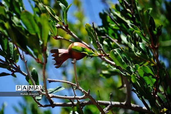یاقوت سرخ شهرستان های خوسف خراسان جنوبی