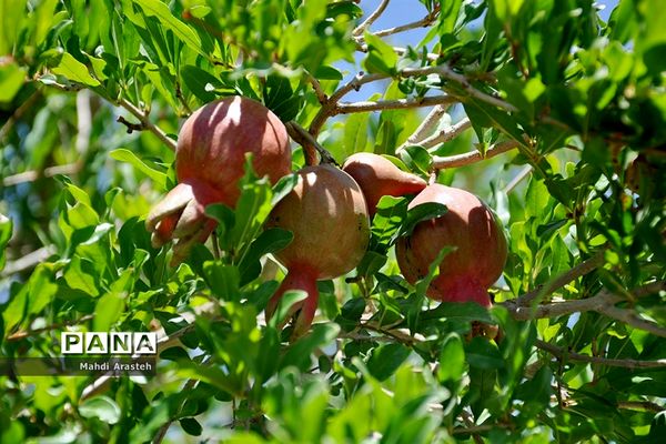 یاقوت سرخ شهرستان های خوسف خراسان جنوبی