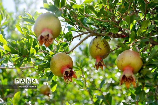 یاقوت سرخ شهرستان های خوسف خراسان جنوبی