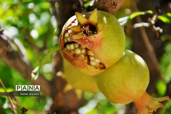 یاقوت سرخ شهرستان های خوسف خراسان جنوبی