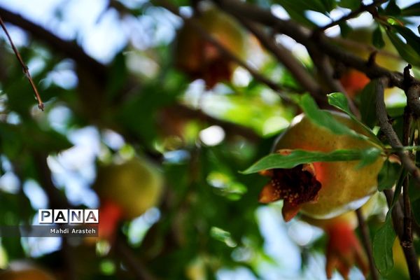 یاقوت سرخ شهرستان های خوسف خراسان جنوبی