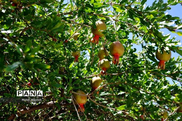 یاقوت سرخ شهرستان های خوسف خراسان جنوبی