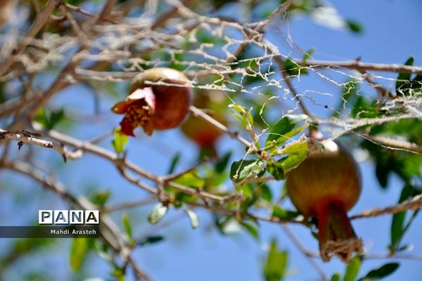 یاقوت سرخ شهرستان های خوسف خراسان جنوبی