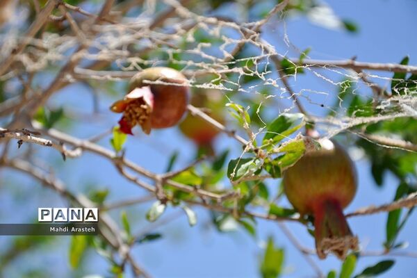یاقوت سرخ شهرستان های خوسف خراسان جنوبی