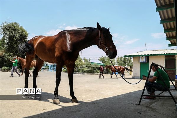 مسابقات پرش با اسب