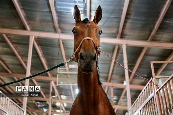 مسابقات پرش با اسب