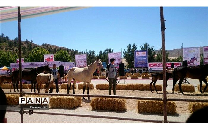 برترین های پانزدهمین جشنواره ملی زیبائی اسب اصیل ترکمن
