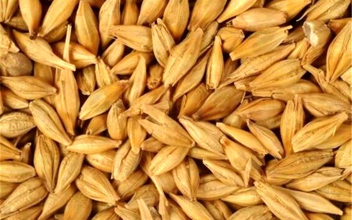 تخصیص ۱۷۲میلیون یورو ارز دولتی برای واردات جو