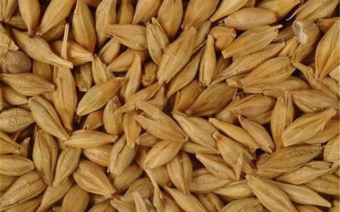 تخصیص ۱۷۲میلیون یورو ارز دولتی برای واردات جو