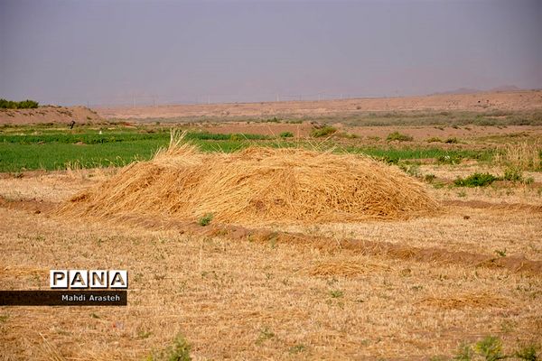آغاز برداشت گندم از مزارع شهرستان خوسف خراسان جنوبی