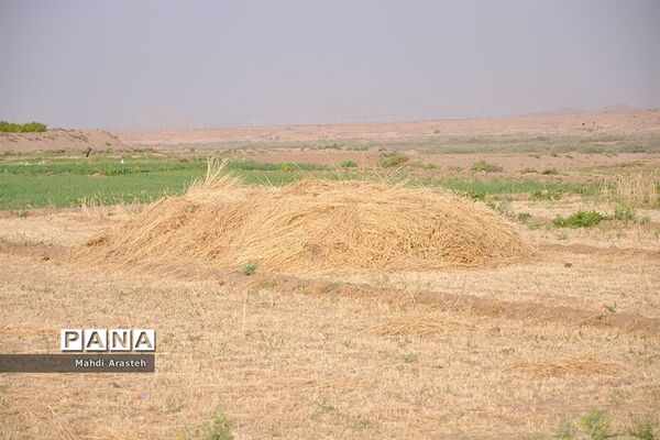 آغاز برداشت گندم از مزارع شهرستان خوسف خراسان جنوبی