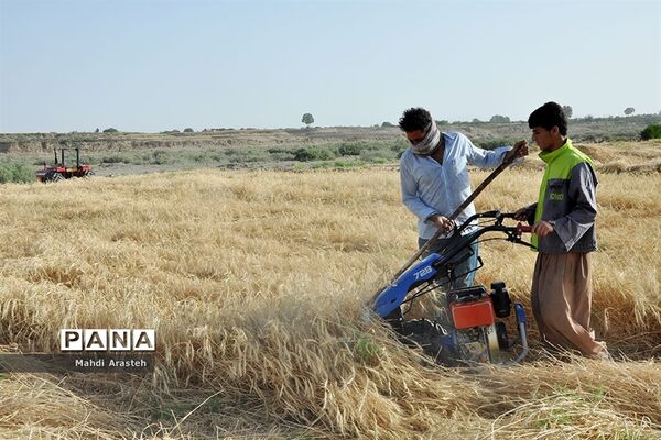 آغاز برداشت گندم از مزارع شهرستان خوسف خراسان جنوبی