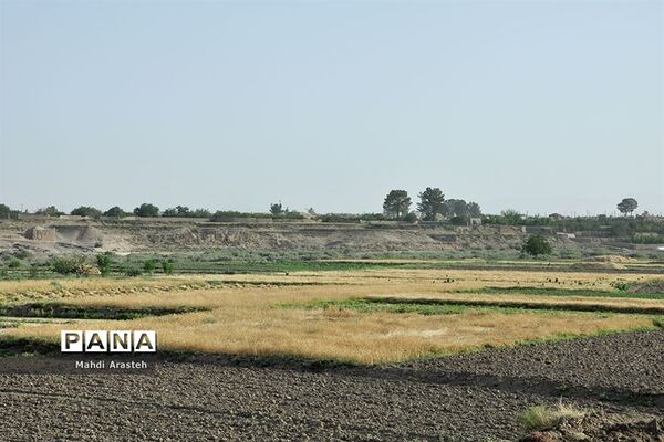 آغاز برداشت گندم از مزارع شهرستان خوسف خراسان جنوبی