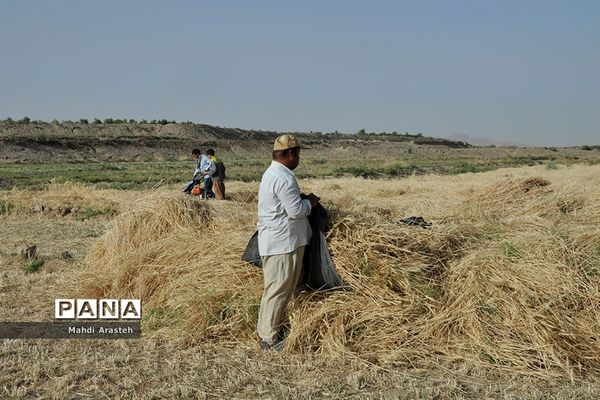 آغاز برداشت گندم از مزارع شهرستان خوسف خراسان جنوبی