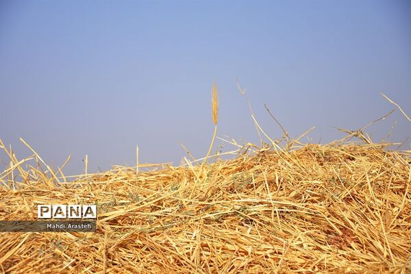 آغاز برداشت گندم از مزارع شهرستان خوسف خراسان جنوبی