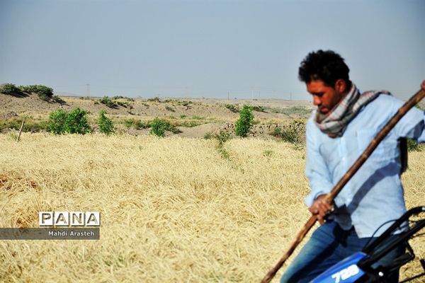 آغاز برداشت گندم از مزارع شهرستان خوسف خراسان جنوبی