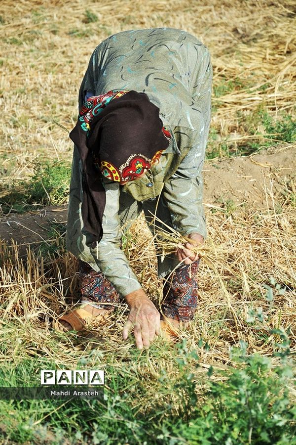 آغاز برداشت گندم از مزارع شهرستان خوسف خراسان جنوبی