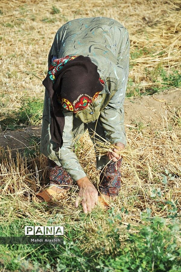 آغاز برداشت گندم از مزارع شهرستان خوسف خراسان جنوبی