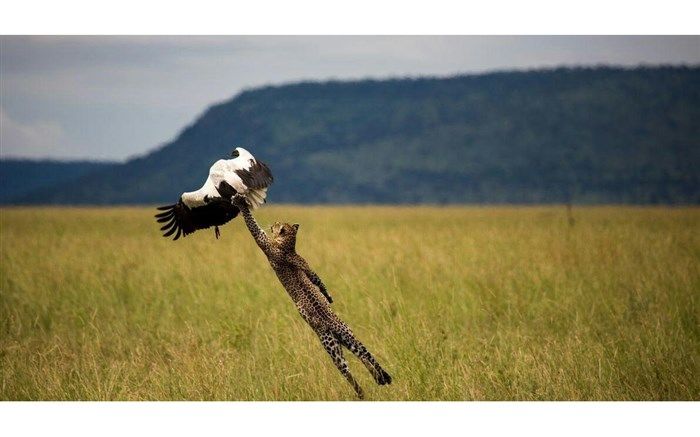 هیچ مجوزی برای شکار در استان گلستان صادر نشده‌است