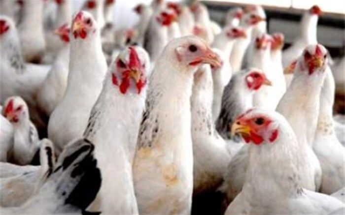 توقیف کامیون حامل مرغ زنده در شهرستان قاین