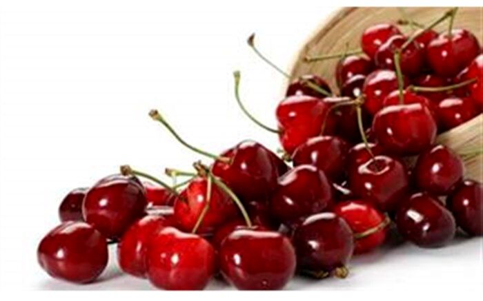 تولید بیش از ۲ هزار تن گیلاس در آذربایجان غربی