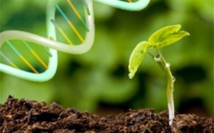 ستاد توسعه زیست‌فناوری معاونت علمی ریاست جمهوری از پژوهشگران برتر حمایت می‌کند