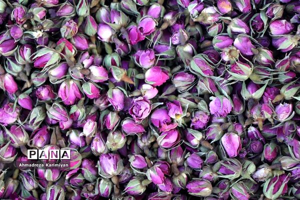 دالان‌های هزار توی بازار وکیل