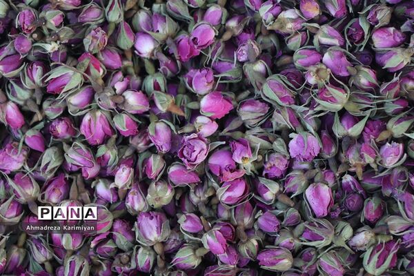 دالان‌های هزار توی بازار وکیل