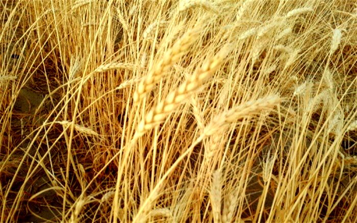 برداشت گندم در مزارع بیجار آغاز شد