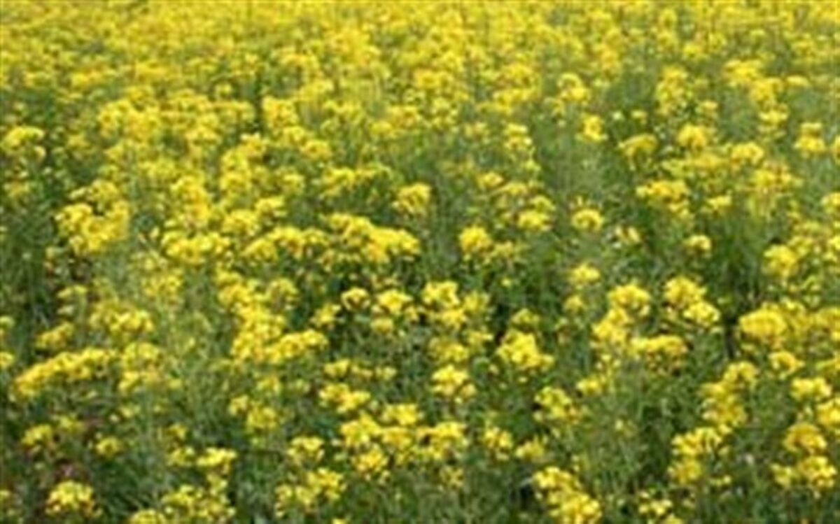 آغاز برداشت کلزا از سطح یک هزا رو ۱۸۰ هکتار از مزارع کشاورزی شهرستان قزوین