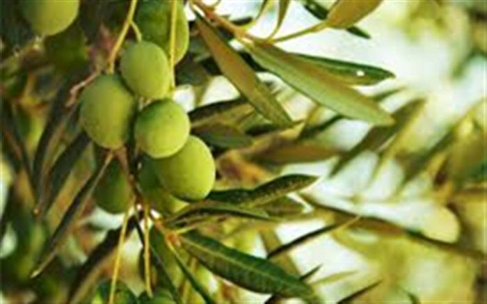 مدیر جهاد کشاورزی رودبار: امسال سال‌آور زیتون است