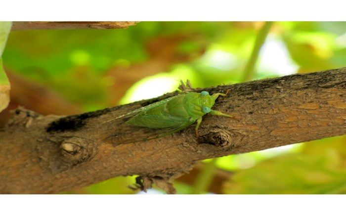 حمله زنجره مو به باغ‌های فارس