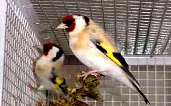 2 شکارچی زنده گیر سهره طلایی در سردشت دستگیر شدند