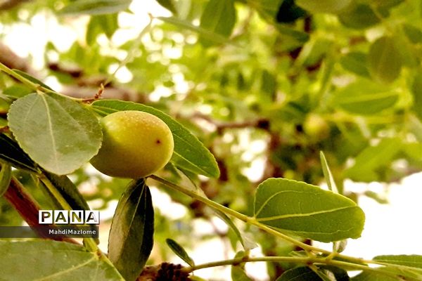 عناب میوه درخت کوچک و گرمسیری