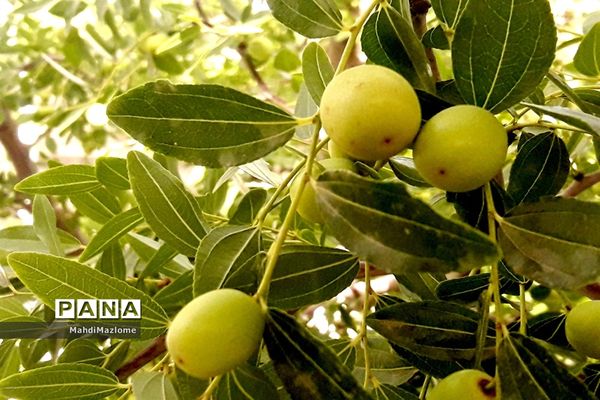 عناب میوه درخت کوچک و گرمسیری