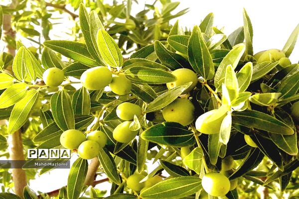 عناب میوه درخت کوچک و گرمسیری