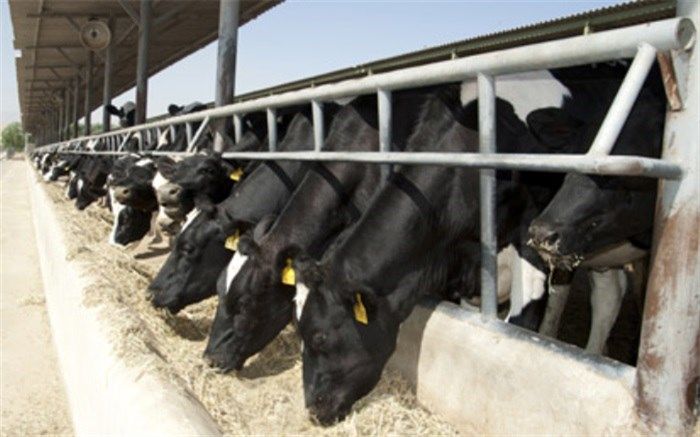 مدیر امور دام سازمان جهاد کشاورزی آذربایجان غربی: تنها 2درصد از گاومیش داری‌های آذربایجان غربی صنعتی است