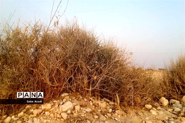 دشت گله دار در حصار خشکسالی